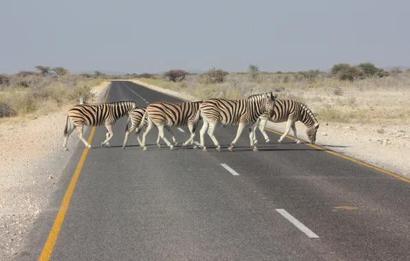 Картинка дорога, пейзаж, зебра, Африка