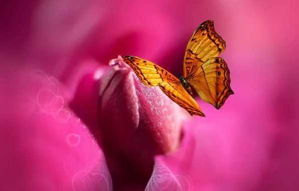 Цветок, бабочка, краски, сердце, стилизация, Josep Sumalla