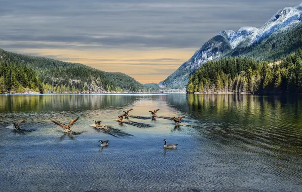 Картинка небо, горы, птицы, озеро, Канада, гуси