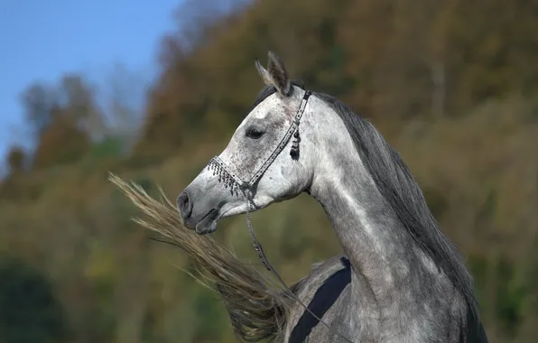 Морда, серый, конь, лошадь, хвост, профиль, (с) OliverSeitz