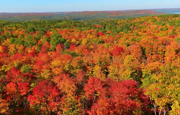 Картинка осень, лес, небо, деревья, горизонт