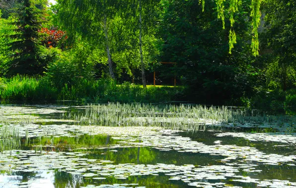 Water, lake, pond