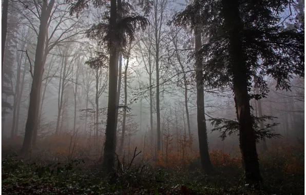 Осень, лес, деревья, природа, туман