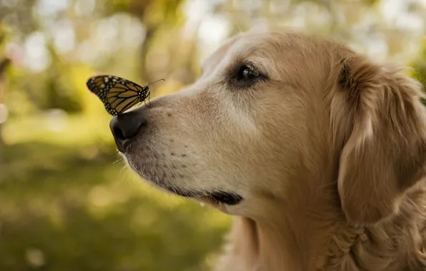Картинка бабочка, крылья, собака, нос