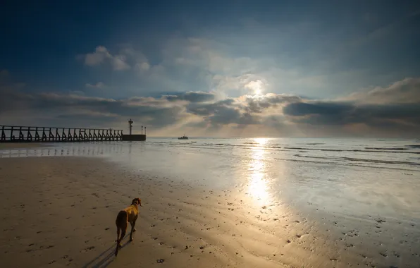 Картинка море, закат, собака