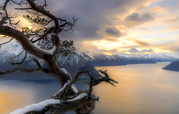 Зима, снег, пейзаж, горы, природа, дерево, Норвегия, залив