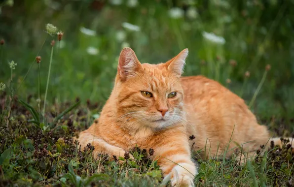 Кошка, лето, трава, кот, взгляд, морда, цветы, природа