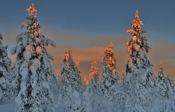 Картинка зима, лес, снег, елки, вечер