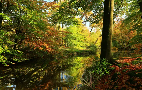 Картинка зелень, осень, лес, листья, вода, деревья, отражение, речка