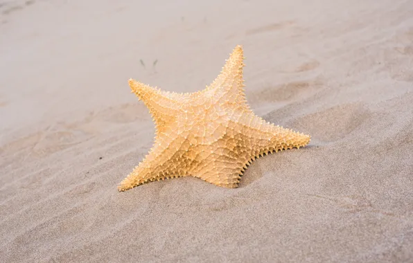 Картинка песок, пляж, лето, звезда, summer, beach, sand, marine