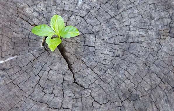 Картинка wood, leaves, plant