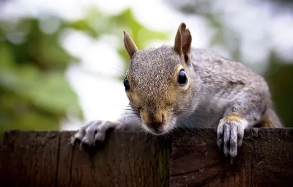 Животные, белка, animals, squirrel