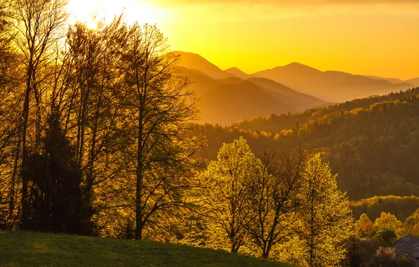 Картинка осень, солнце, деревья, горы, листва, Лес
