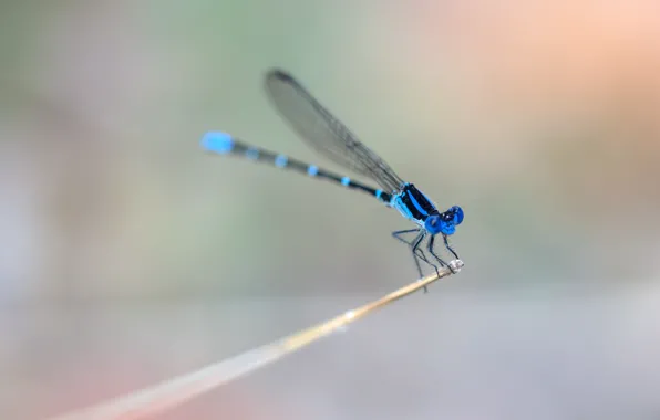 Картинка крылья, стрекоза, стебель, wings, dragonfly, stalk, синие кольца, blue rings