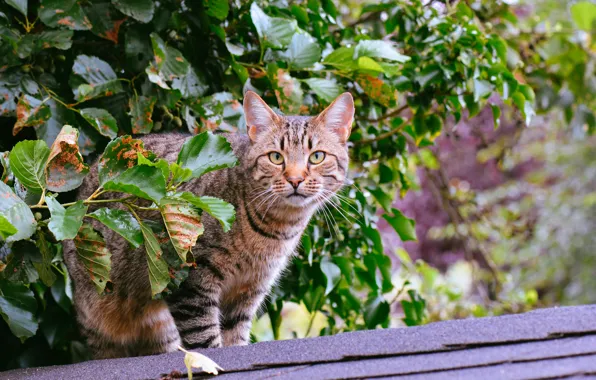 Глаза, кот, взгляд, кошак