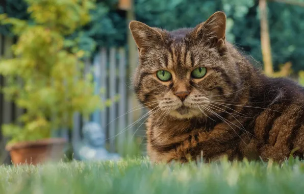Кошка, трава, кот, взгляд, морда, поза, серый, поляна