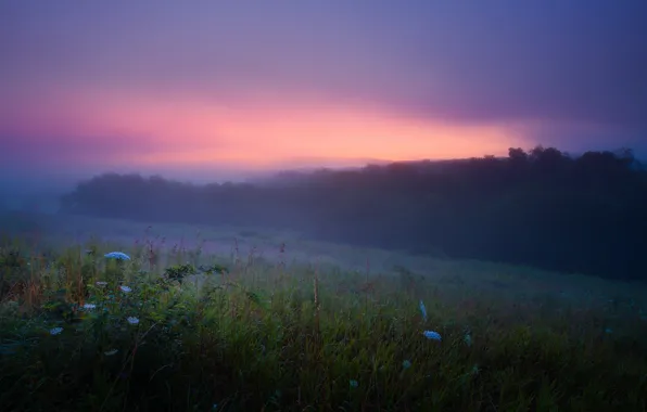Картинка лето, туман, роса, рассвет, утро
