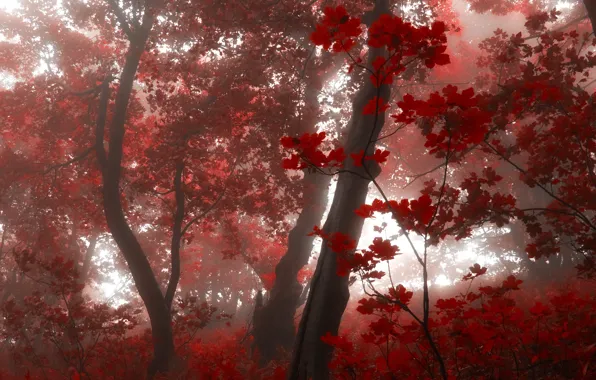 Лес, листья, деревья, туман, утро, Осень, красные, red