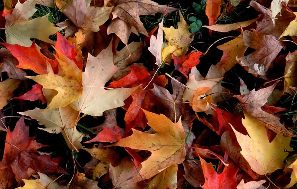 Картинка осень, листья, желтый, красный, листва, упавший