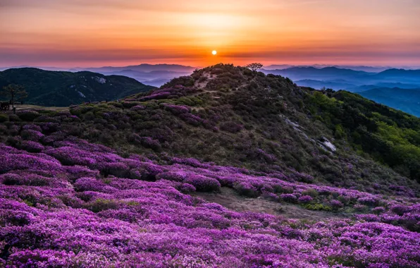 Пейзаж, горы, природа, долина, Корея, заповедник, Hwangmaesan