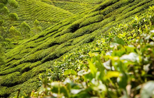 Картинка пейзаж, природа, холмы, чай, плантация