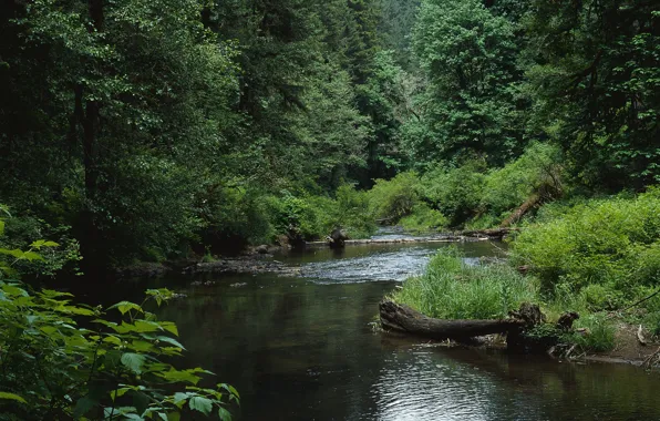Картинка лес, деревья, река