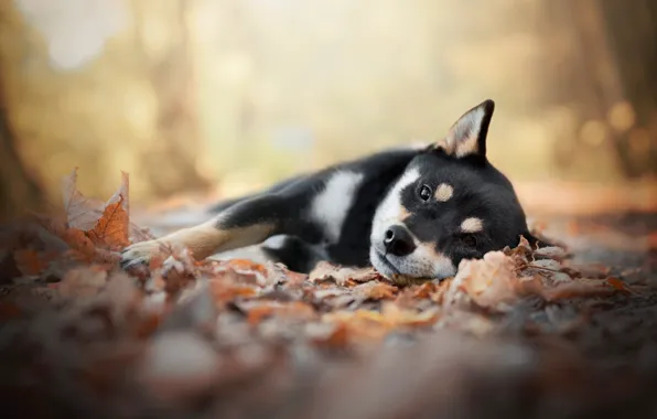 Осень, листья, собака, щенок, лежит, сиба-ину, сиба