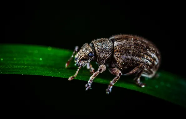 Макро, Little, Насекомое, Macro, Insect, Close-Up, Egor Kamelev, by Egor Kamelev