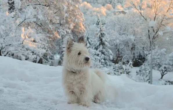 Картинка Зима, Снег, Собачка, Dog, Winter, Snow, Вест-хайленд-уайт-терьер