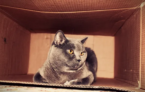 Кошка, кот, коробка, пушистый, плюшевый, киса, британец, толстый