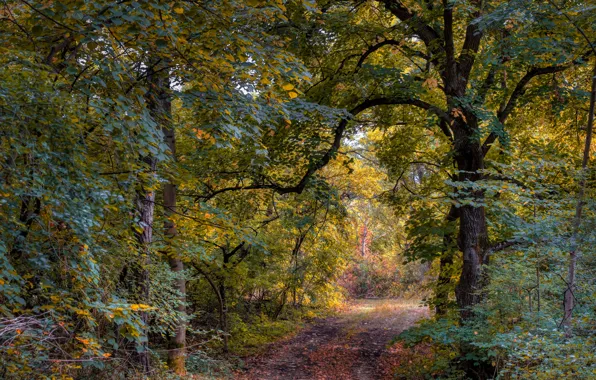 Картинка осень, лес, деревья