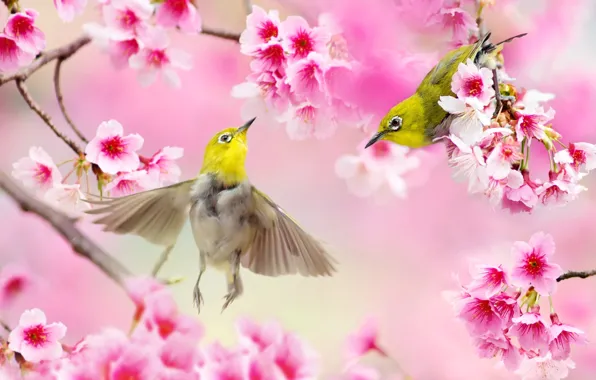 Картинка птицы, ветки, природа, весна, сакура, пара, Тайвань, цветение