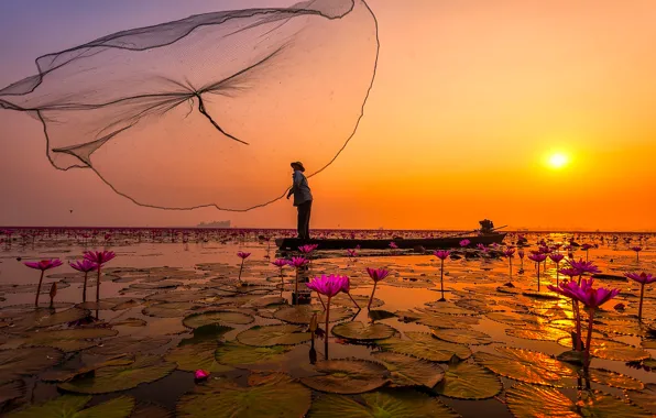 Цветы, озеро, сеть, Тайланд, рыбаки, розовые лотосы
