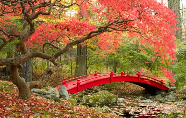 Осень, мост, парк, bridge, park, autumn, японский сад, fall season