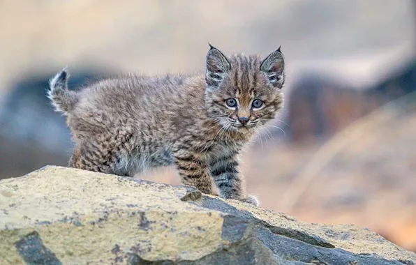 Rock, forest, baby, bobcat