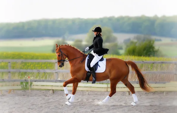 Картинка наездница, horse, конный спорт