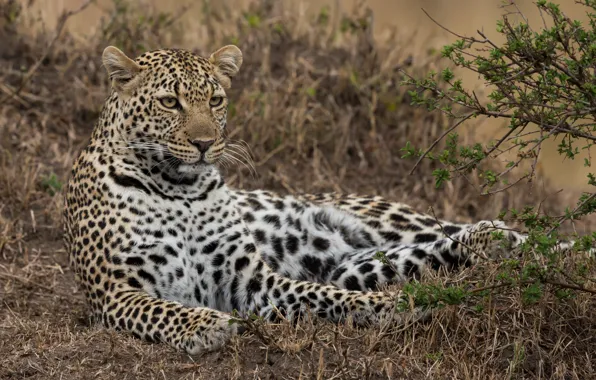 Отдых, леопард, дикая кошка, Кения, Масаи-Мара
