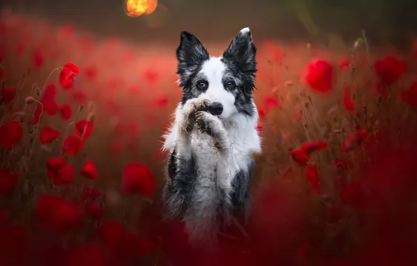 Взгляд, цветы, природа, поза, маки, портрет, лапки, собака