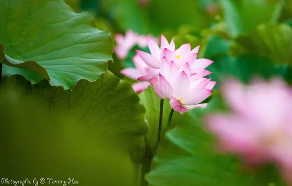Картинка листья, цветы, розовый, лотос, Tommi Hsu