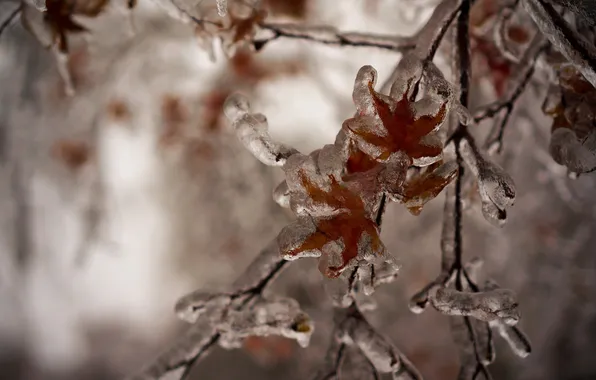 Лед, зима, листья, природа, ветка