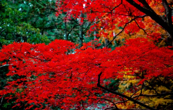 Листья, ветки, природа, дерево, клён японский