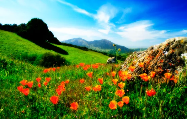 Картинка небо, трава, цветы, горы, маки, луг