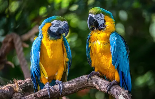 Картинка птицы, попугаи, парочка, ара, Сине-жёлтый ара