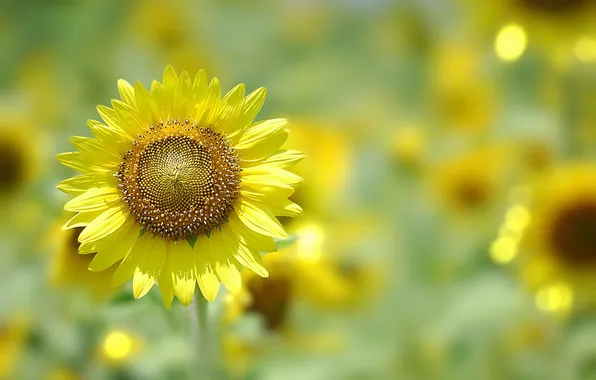 Картинка Bokeh, Sunflower, Helianthus