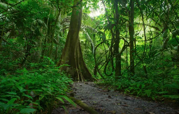 Зелень, лес, деревья, ветки, тропики, джунгли, Jungle, кусты
