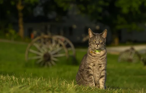 Зелень, лес, кошка, лето, трава, кот, взгляд, свет