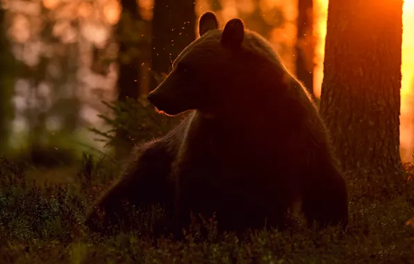 Лес, свет, закат, поляна, медведь, сидит, мошкара