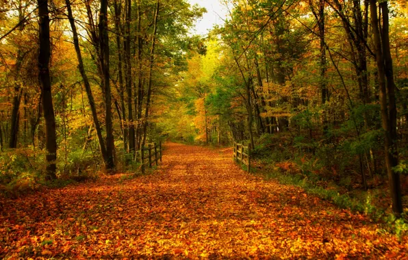 Дорога, осень, лес, листья, деревья, мост, природа, парк