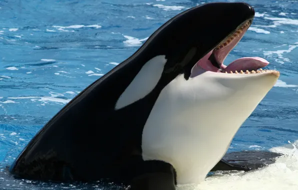 Animals, sea, whale, orca, animal themes, animals in the wild