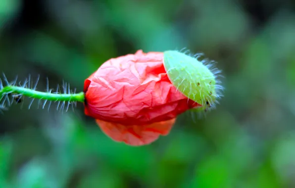 Red, flower, poppy